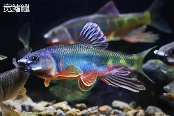 宽鳍鱲和长鳍鱲是一样的吗，二者不是同一种鱼类