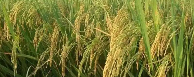 哪些水稻的产量排名前十，连粳11号、湘早籼45号等品种均可高产