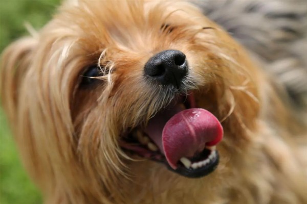 泰迪犬为什么发抖伸舌头大喘气，一般是剧烈运动、天气炎热、肺部呼吸道感染等因素所致
