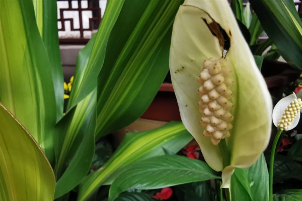 广东万年青开花好看吗，它的花朵并不美观