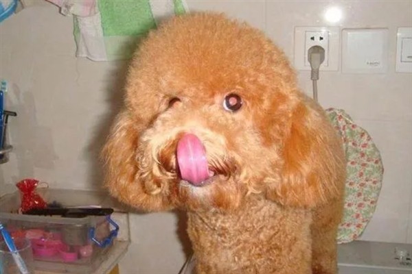 泰迪犬为什么发抖伸舌头大喘气，一般是剧烈运动、天气炎热、肺部呼吸道感染等因素所致