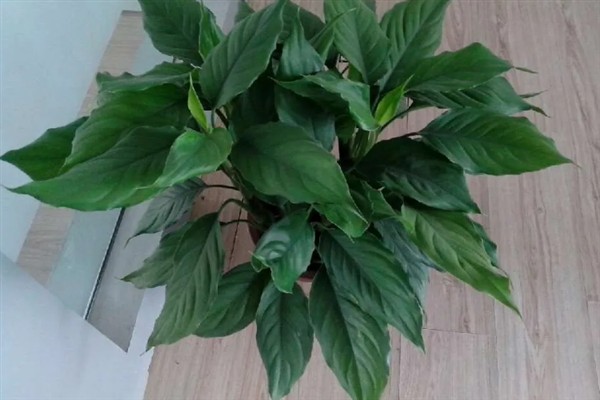 广东万年青开花好看吗，它的花朵并不美观