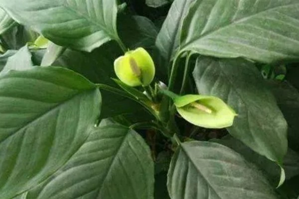 广东万年青开花好看吗，它的花朵并不美观