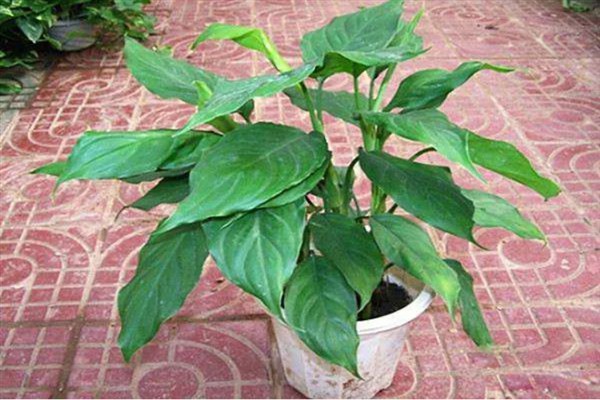 广东万年青开花好看吗，它的花朵并不美观