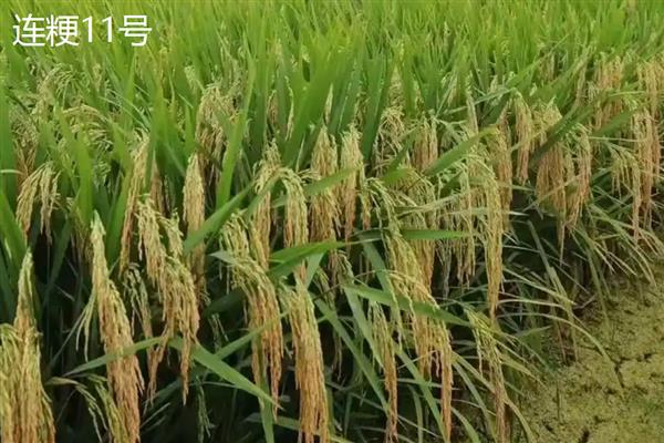 哪些水稻的产量排名前十，连粳11号、湘早籼45号等品种均可高产