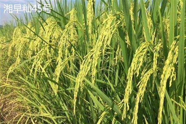 哪些水稻的产量排名前十，连粳11号、湘早籼45号等品种均可高产