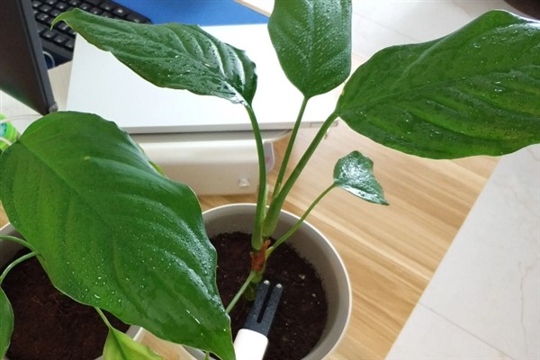 广东万年青开花好看吗，它的花朵并不美观
