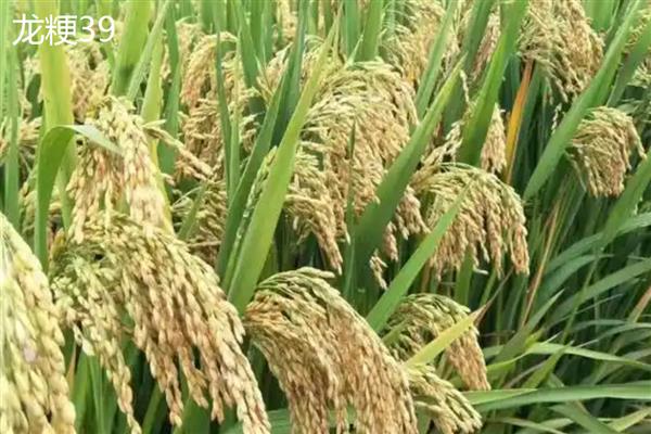 哪些水稻的产量排名前十，连粳11号、湘早籼45号等品种均可高产