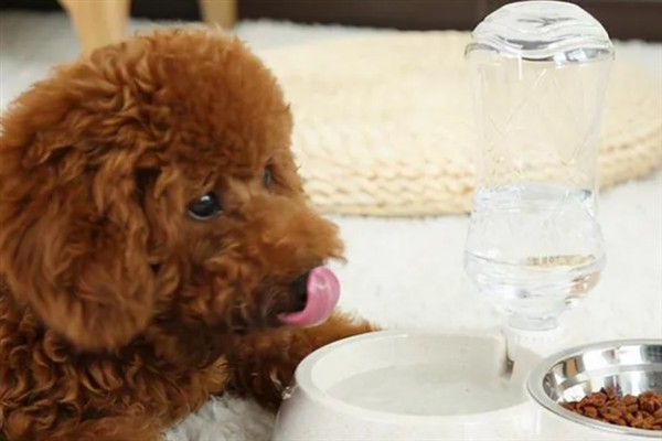 泰迪犬为什么发抖伸舌头大喘气，一般是剧烈运动、天气炎热、肺部呼吸道感染等因素所致