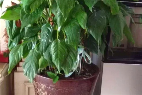 广东万年青开花好看吗，它的花朵并不美观
