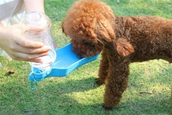 泰迪犬为什么发抖伸舌头大喘气，一般是剧烈运动、天气炎热、肺部呼吸道感染等因素所致