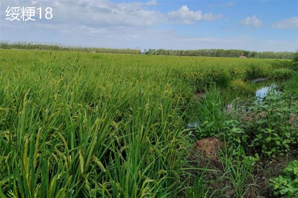 哪些水稻的产量排名前十，连粳11号、湘早籼45号等品种均可高产