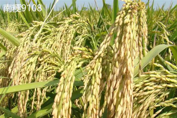 哪些水稻的产量排名前十，连粳11号、湘早籼45号等品种均可高产