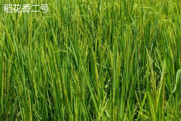 哪些水稻的产量排名前十，连粳11号、湘早籼45号等品种均可高产