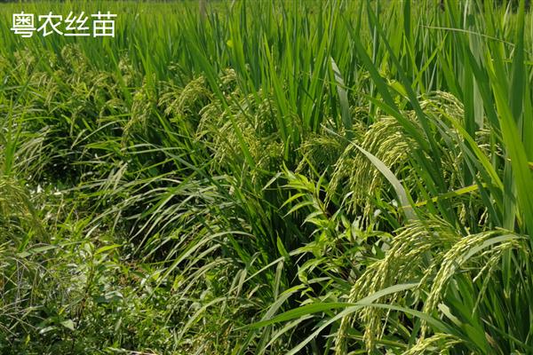 哪些水稻的产量排名前十，连粳11号、湘早籼45号等品种均可高产