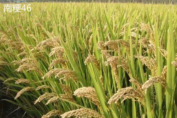 哪些水稻的产量排名前十，连粳11号、湘早籼45号等品种均可高产
