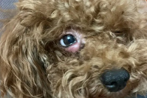 泰迪犬为什么发抖伸舌头大喘气，一般是剧烈运动、天气炎热、肺部呼吸道感染等因素所致