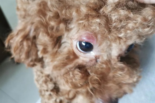 泰迪犬为什么发抖伸舌头大喘气，一般是剧烈运动、天气炎热、肺部呼吸道感染等因素所致