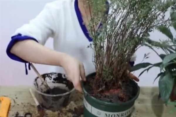 满天星叶片发黄的原因及解决方法，可能是浇水过多或天气原因