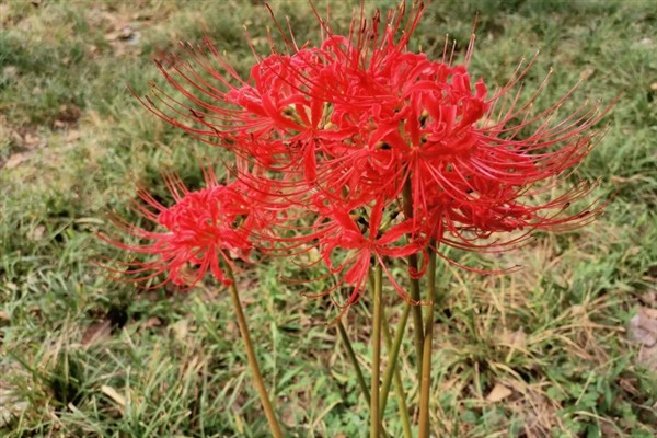 彼岸花有多少花瓣，每朵花通常有4-6个花瓣