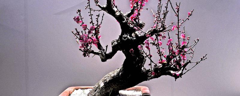 梅花进入花期如何养护，追施氮钾肥可以延长花期