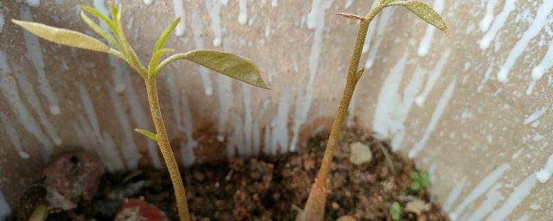 榴莲籽能不能种植，种植后经过2-3个月就会发芽