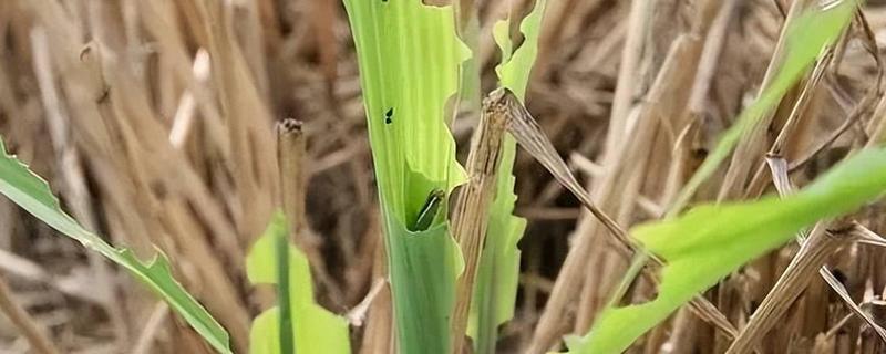 玉米穗期有什么常见害虫，以玉米蚜虫、玉米螟为主