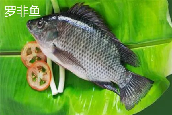 罗非鱼和鲫鱼的区别，科属、形态均不同