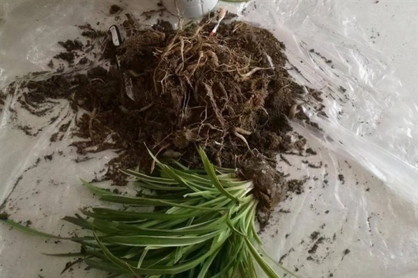 吊兰根部变黑的原因，主要是水分过多所致
