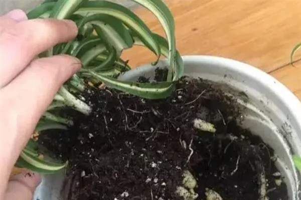 吊兰根部变黑的原因，主要是水分过多所致
