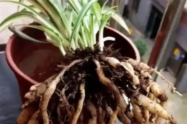 吊兰根部变黑的原因，主要是水分过多所致