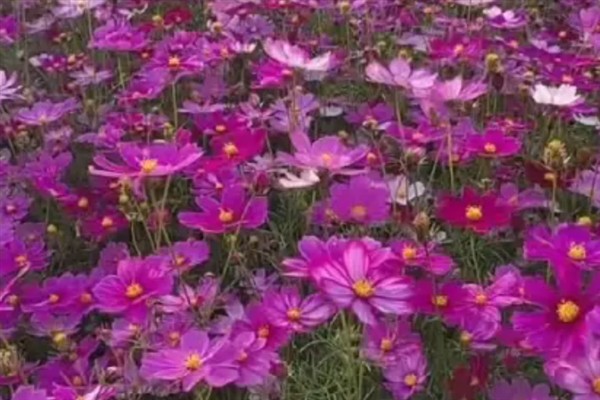 一亩格桑花种子的种植成本，要花费170元左右