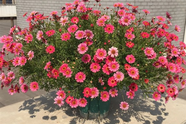 一亩格桑花种子的种植成本，要花费170元左右