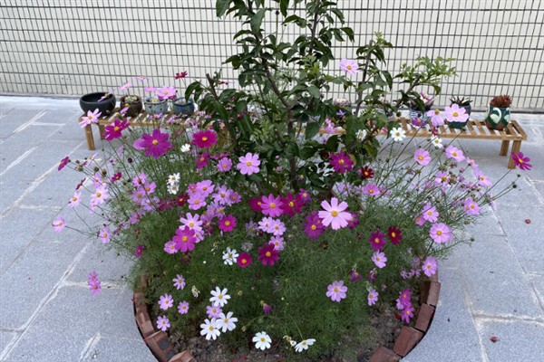 一亩格桑花种子的种植成本，要花费170元左右