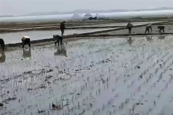 海瓜子怎么养殖，排干水塘再将种苗均匀撒在塘面上