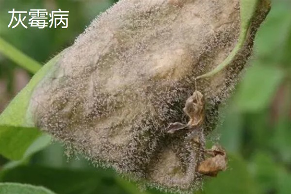 大豆有哪些病害,有霜霉病、灰霉病等