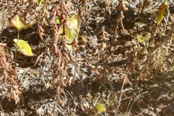 大豆有哪些病害,有霜霉病、灰霉病等