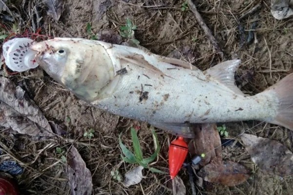 海竿搭配几号钩钓鲢鳙，10-15号伊势尼钩是适宜选择