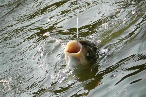 海竿搭配几号钩钓鲢鳙，10-15号伊势尼钩是适宜选择