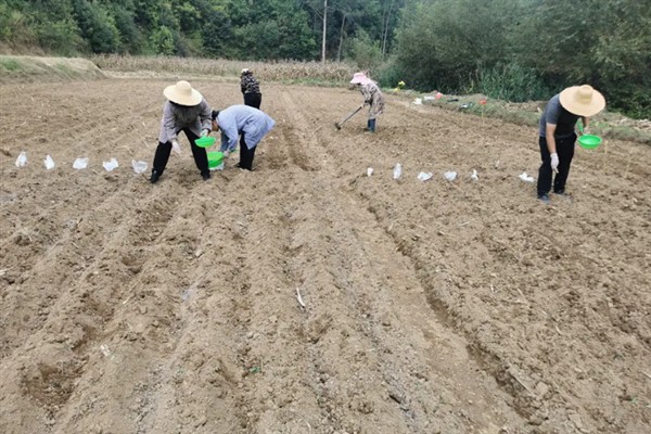 怎么进行作物测土配方施肥，可以进行田间试验