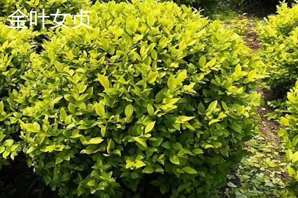 有什么常见的绿篱，紫叶小檗、金叶女贞等品种经常看到