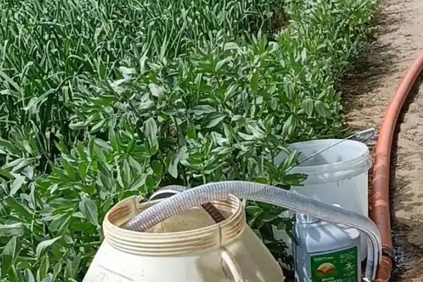 种植紫皮大蒜的方法，对畦面灌水后再开沟点播