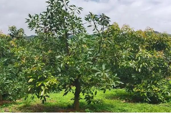 牛油果的种植要求，年降雨量以1500-2000毫米为宜