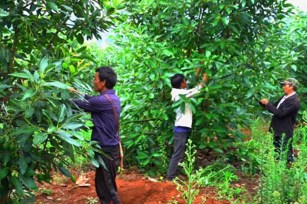 牛油果的种植要求，年降雨量以1500-2000毫米为宜