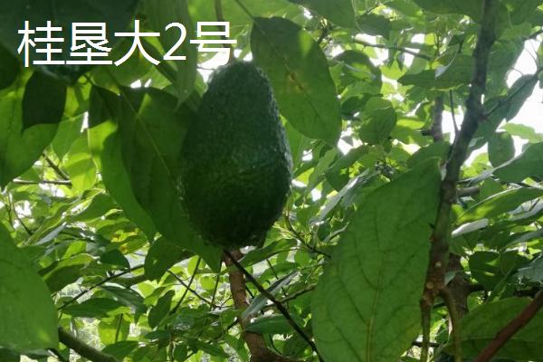 牛油果的种植要求，年降雨量以1500-2000毫米为宜