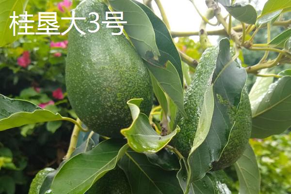 牛油果的种植要求，年降雨量以1500-2000毫米为宜