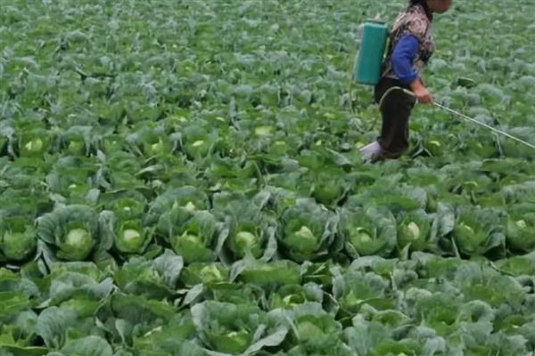 甲霜恶霉灵的防治对象，可防治水稻菌核病、花生根腐病等多种病害