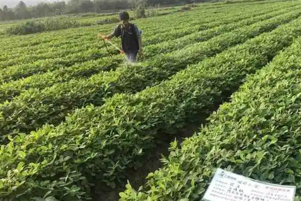 甲霜恶霉灵的防治对象，可防治水稻菌核病、花生根腐病等多种病害