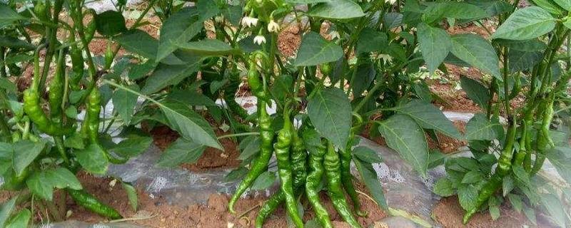 辣椒只开花不结辣椒的原因，可能是水肥不当或没有授粉所致