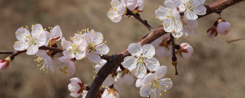 杏花的开花时间，花期在农历的2月份左右